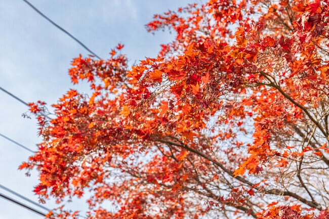 Fall colors brighten the tree-lined streets of Yatesville, PA.