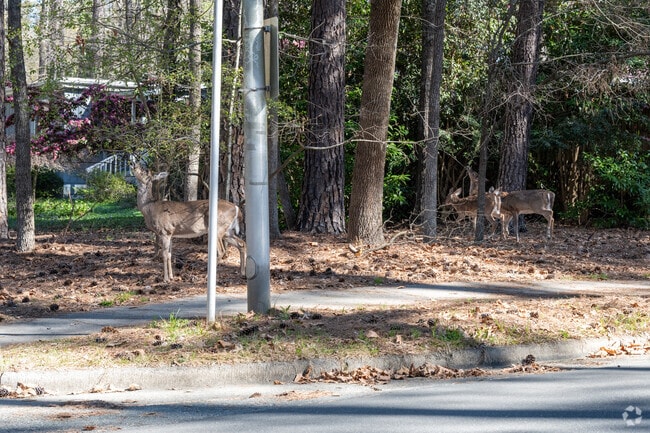 Nature is prevalent in the dense trees of the Coker Hills neighborhood.