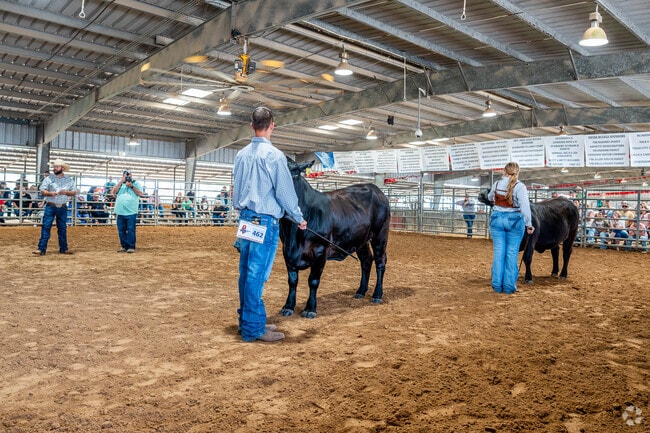 Children can show cows and other animals at the Galveston County Fair & Rodeo in Hitchcock.