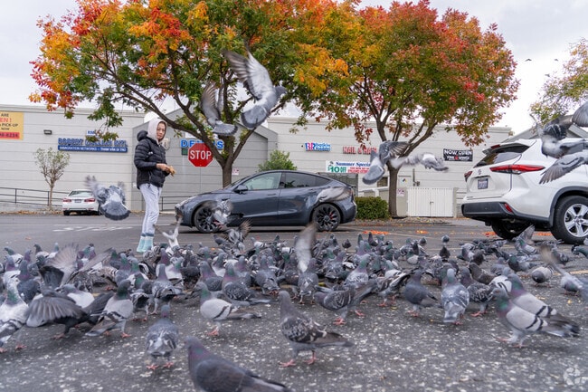 Pigeons gather around a generous lady in Kennedy’s lot.
