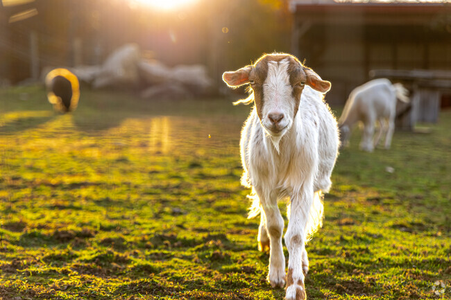 Holden Farm's goat greets all visitors from Kittville.