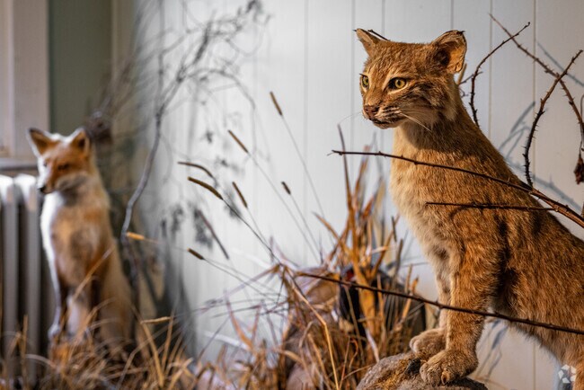 Jenny Jump State Forest visitor office shares local wildlife information.