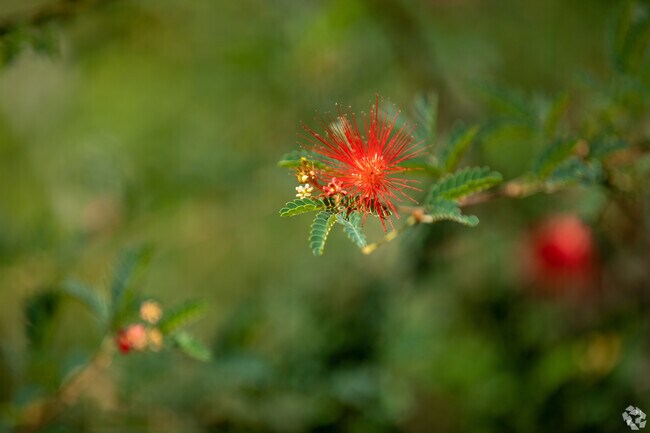 Bright colors bloom at the Tucson Botanical Gardens.