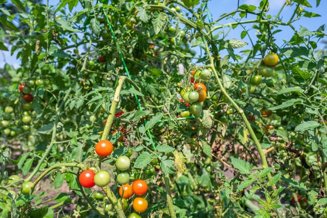 Cherry tomatoes ripen on the vines at the Emerald House Community Garden in East Falmouth.