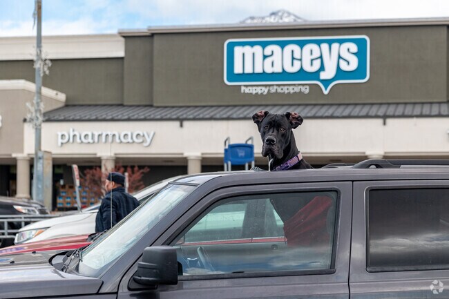 A dog guards the car while its owner shops in Mount Olympus.