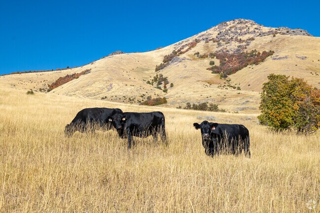 Cattle graze in Bear River Mountains in nearby Richmond.