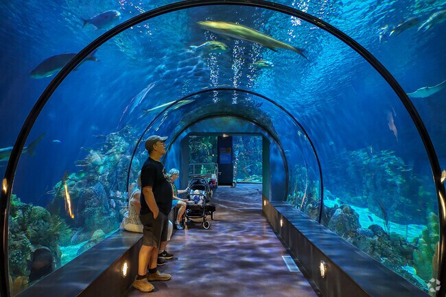 A visitor of Moody Gardens in Bayou Shores takes in the immersive aquarium.