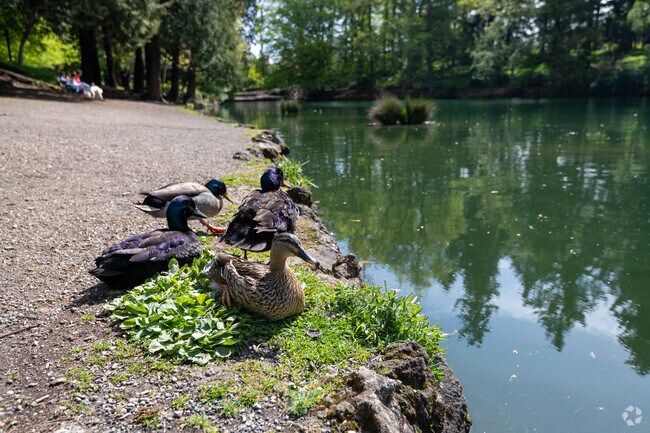 Ducks relaxing near the edge of the lake in Laurelhurst Park in Portland Oregon.