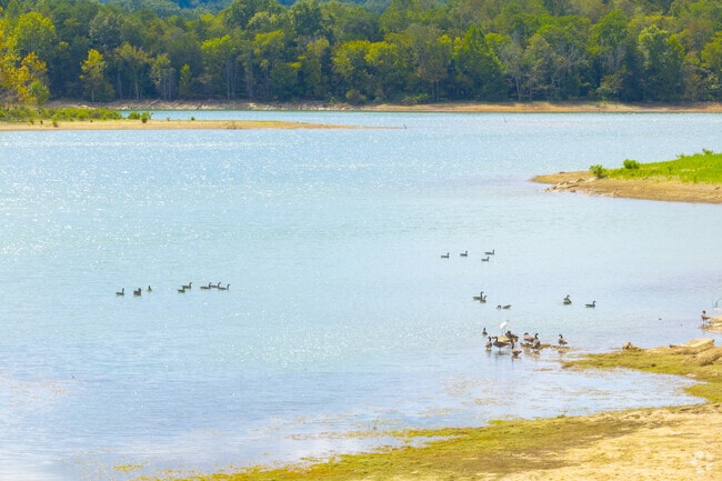 Wildlife like ducks are often seen on Norris Lake in Chuck Swan.