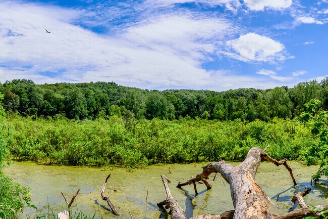 Oakwood Preserve is a large nature area in a Kalamazoo suburb near Oakwood.