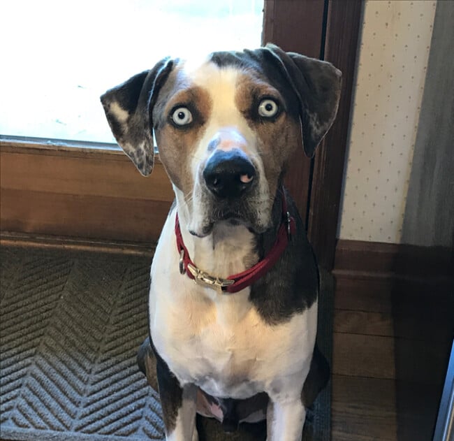 Agent Photo