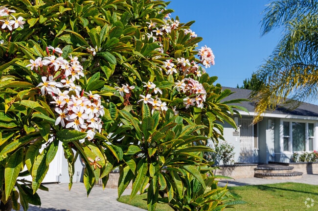 Magnificent plumerias proliferate in Koreatown.