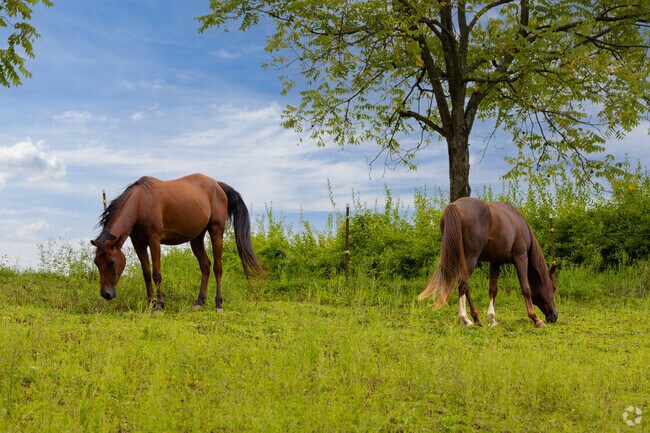 Horses graze in a pasture at a farm near Washington Township.