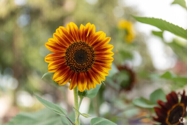 Sweet-smelling flowers bloom throughout Downtown Fountain.