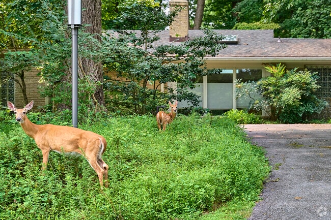 Local wildlife grazing in Carderock Springs.