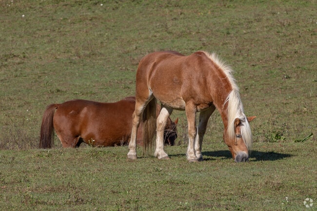 Mill Creek is a rural area surrounded by farms and woods.