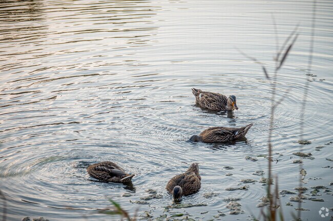 Visiting waterfowl can be seen at nearby ponds near the neighborhood.