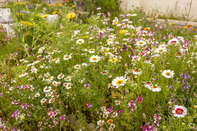 Serra Mesa residents let wildflowers grow in front of of a home.