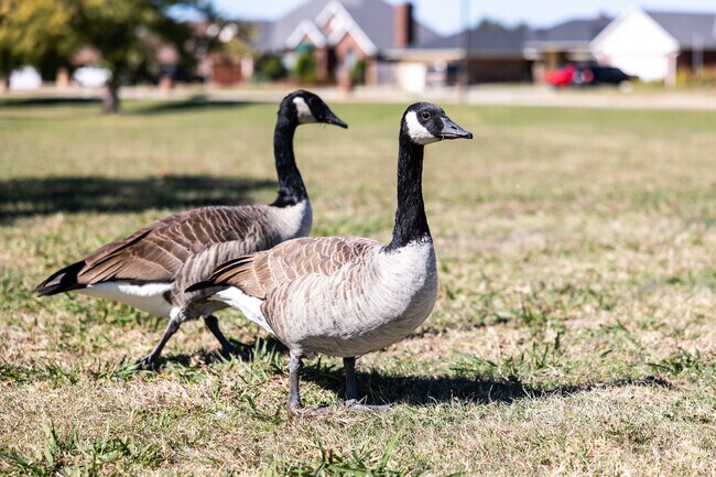 Parmelee residents can feed the ducks at Southern Oaks Park.