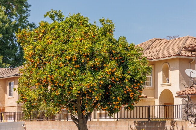 You will notice citrus trees among the abundant trees throughout the River East neighborhood.
