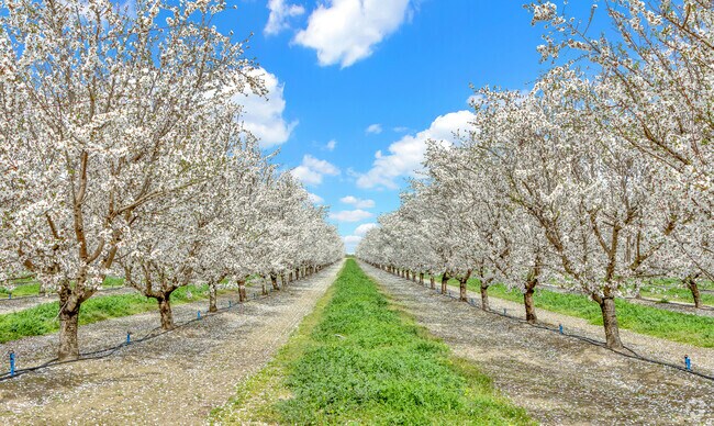 Almond groves bloom beautifully in the spring in the City of Winton.