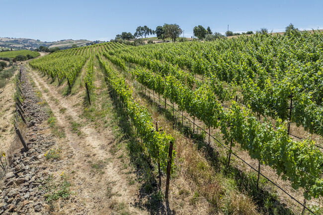 Soscol Gateway South, like most of Napa, has its share of beautiful vineyards.