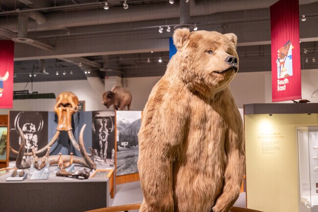 A towering grizzly display stands proudly at the Museum of the North in College.