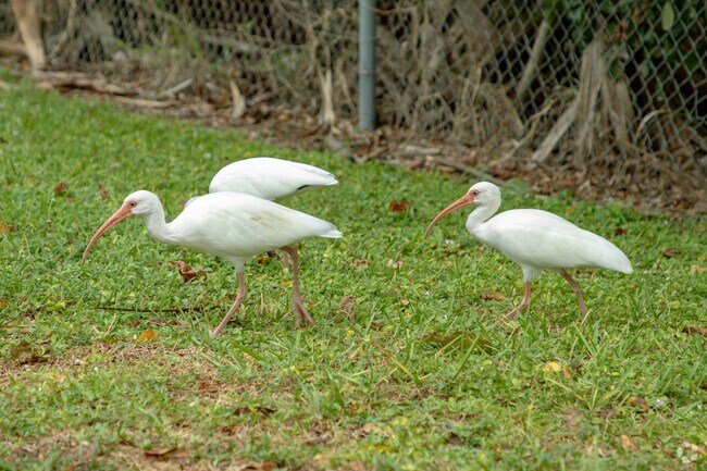 White Ibis are often found at Osswald Park in Ft Lauderdale, FL.