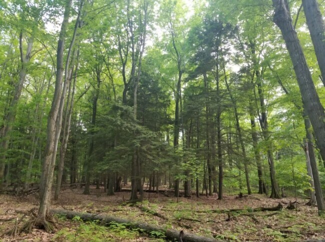 2050 N Haze Rd unit Studio, Beulah, MI 49617 - photo 4