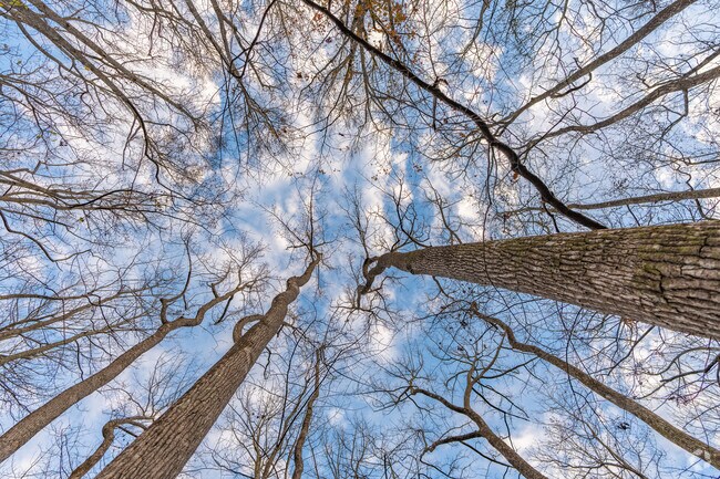 Much of Wrightsville is made up of dense old growth forest.