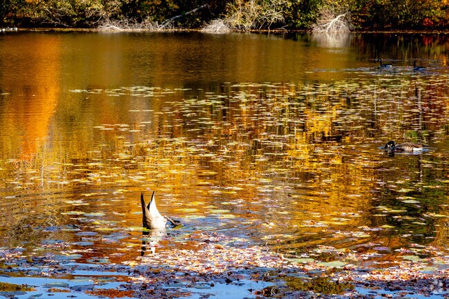 Juniper Pond is alive with wildlife.