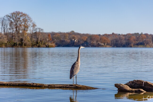 Sanders Ferry Park has beautiful bird watching in Hendersonville.