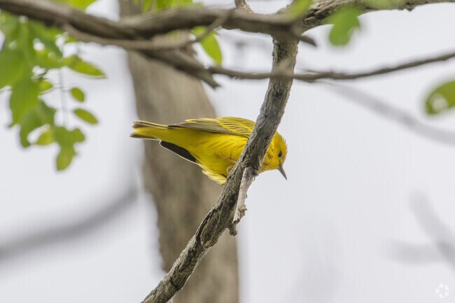 A yellow warbler may make his nest in the Pine Swamp natural area of Raynham.