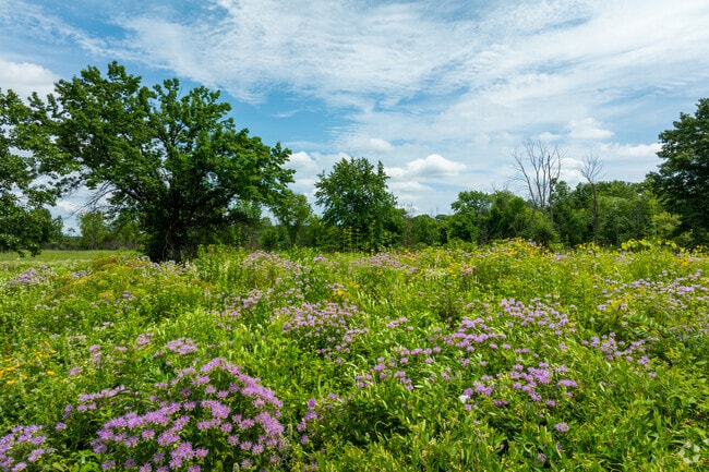 Ferson Creek Forest Preserve is a wonderful place with abundant flowers and trees to explore.