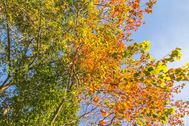 Watch the colors of the seasons change living in D'Iberville in Gulfport, MS.