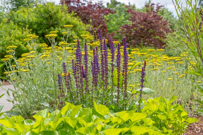 Beautiful flowers attract pollinators the Cook Park Butterfly Garden.