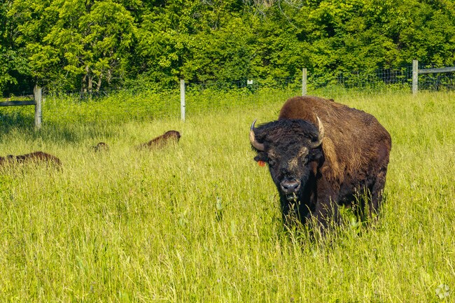 Wildlife enthusiasts can spot bison grazing in the prairie at  Battelle Darby Creek.
