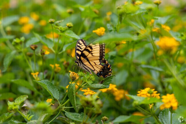 The garden at Wright Family Park in Bluffton is a haven for butterflies.