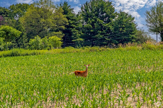 The serene Minisink lands provide an idyllic sanctuary for local deer.