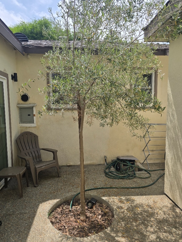 212 N Michael Ave, Fullerton, CA 92833 - photo 7