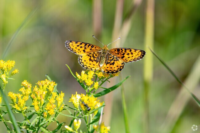 Butterflies abound at the Haile Farm Preserve in North Warren like this painted lady.