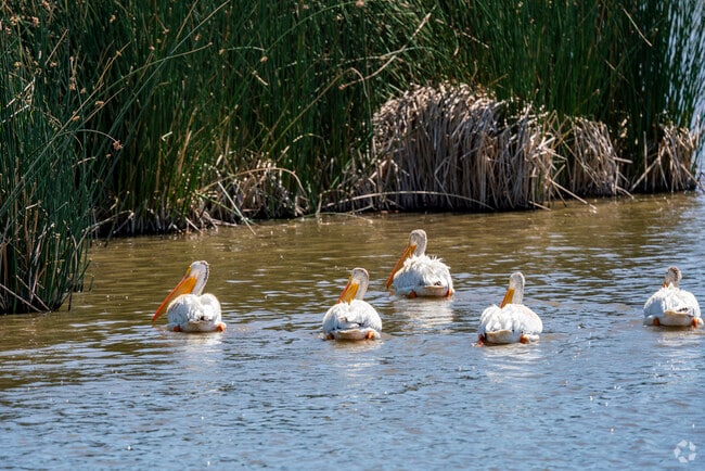 Hidden Valley has a section of wetlands where you will see wide varieties of bird species.