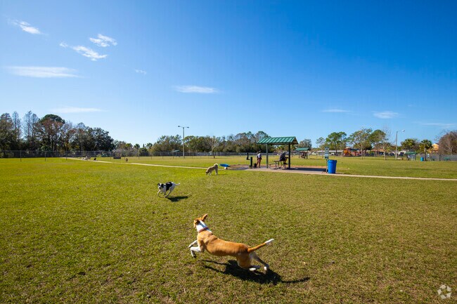 Dogs playing in Logan Gate Dog Park