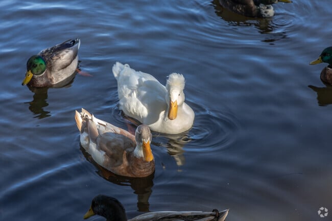 Residents relax and feed the ducks at Anita C. Hill Park.