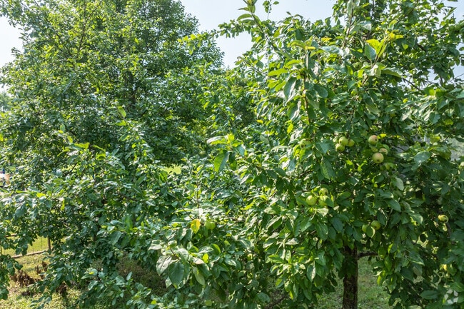 The apple orchard at Fon Du Lac Park bears a lot of fruit.