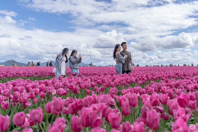 Enjoy the annual Tulip Festival at Roozengaarden near Sedro-Woolley.
