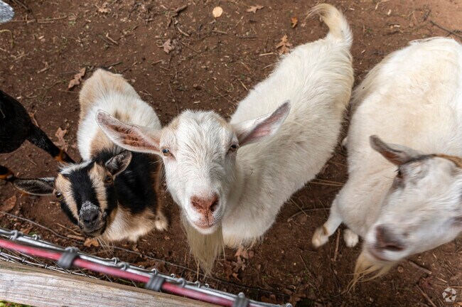 The Manchester Land Trust trails border a neighboring farm with friendly goats