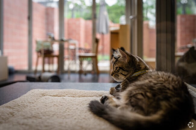 The cat cafe on Niagara Street is one of the most unique features of Lakeview.
