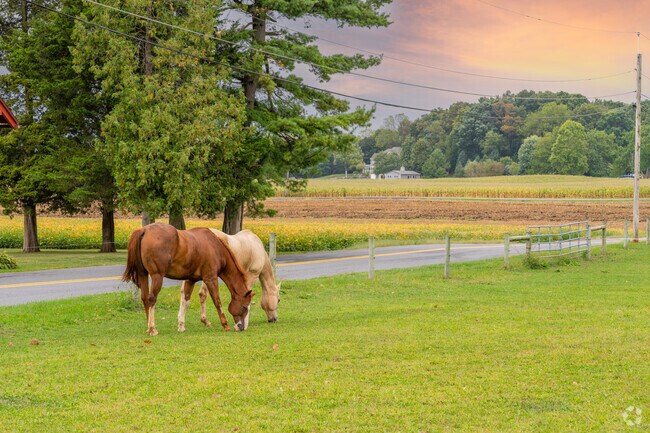 Horses graze the farmlands and countryside of South Lebanon.
