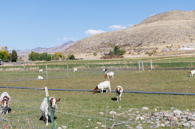 Goats graze in an fenced pasture, a familiar scene in Cove’s farm country.